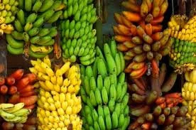 Cameroun : les exportations de banane baissent de 10% en mai 2025